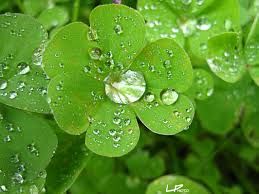 Tagliapasta ad espulsione Quadrifoglio 3 pz