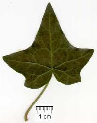 Tagliapasta ad espulsione Edera pz.3