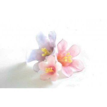 Decora -  Kit petunia 5pz